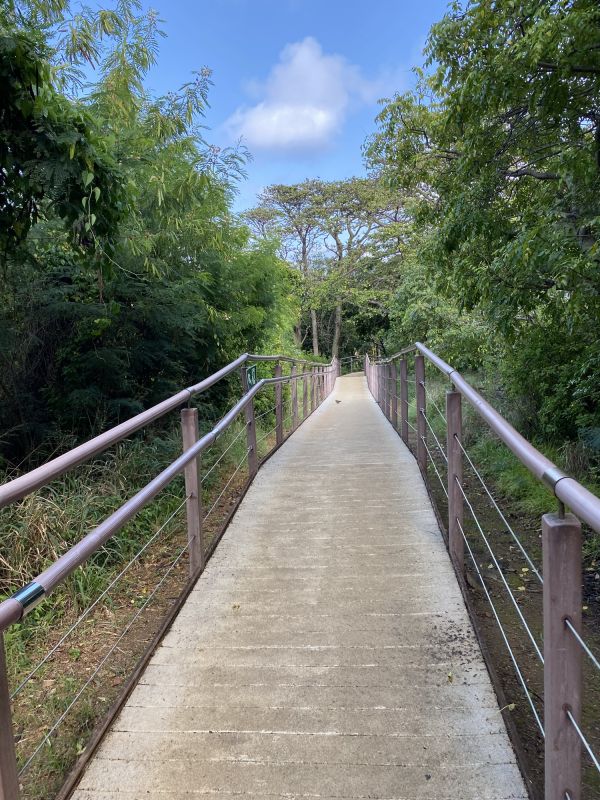 Cement Path Construction